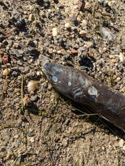 Anguilla rostrata