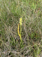 Microtis unifolia