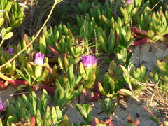 Carpobrotus glaucescens