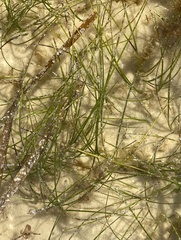 Halodule wrightii