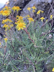 Senecio lyonii