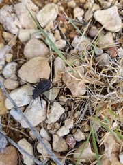 Philolithus sordidus