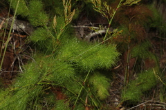 Caustis blakei