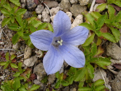 Campanula chamissonis