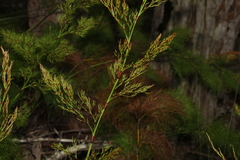 Caustis blakei