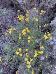 Senecio lyonii