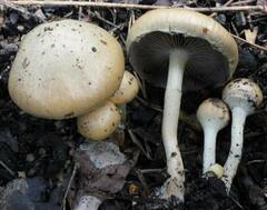 Leratiomyces riparius