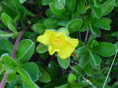 Hibbertia scandens