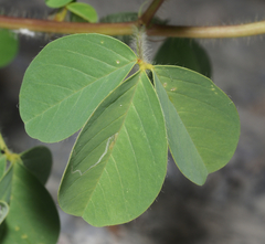 Crotalaria incana