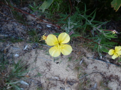 Oenothera drummondii