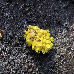 Xanthorioideae