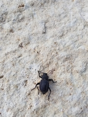 Philolithus sordidus