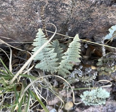 Myriopteris lindheimeri
