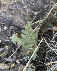 Myriopteris lindheimeri