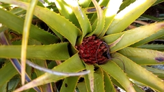 Aechmea recurvata