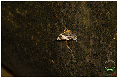 Colobura dirce dirce