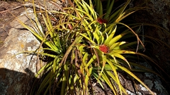 Aechmea recurvata