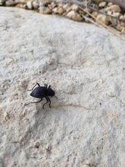 Philolithus sordidus