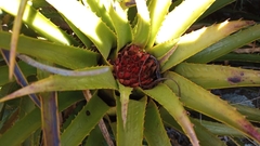 Aechmea recurvata