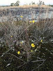 Helianthus porteri