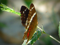 Anartia fatima colima