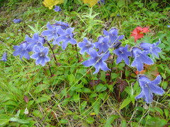Campanula chamissonis