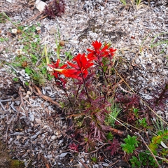 Castilleja irasuensis