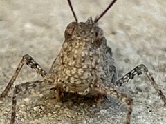 Spharagemon cristatum