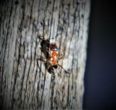 Liometopum occidentale