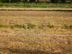 Senecio quadridentatus