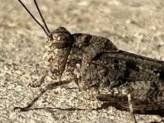 Spharagemon cristatum