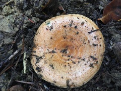 Lactarius rubrilacteus