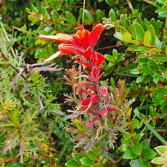 Castilleja irasuensis
