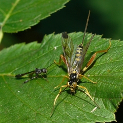 Spilopteron occiputale