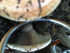 Lactarius rubrilacteus