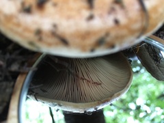 Lactarius rubrilacteus