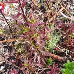 Castilleja irasuensis