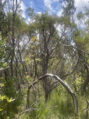 Pachycephala rufiventris