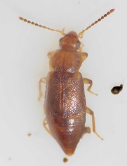 Omaliinae