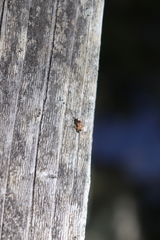 Liometopum occidentale