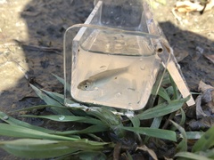 Notropis atherinoides