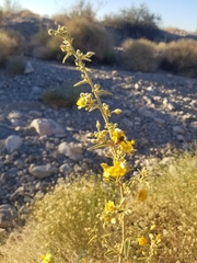 Horsfordia newberryi