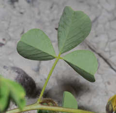 Crotalaria incana