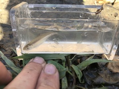 Notropis atherinoides