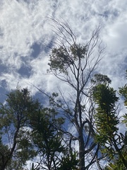 Myzomela sanguinolenta