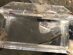 Notropis atherinoides