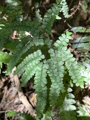 Adiantum flabellulatum