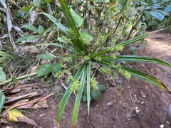 Cyperus meyenianus