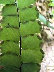 Adiantum flabellulatum