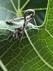 Lineodes integra